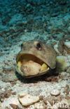 Giant jawfish (Opistognathus rhomaleus)