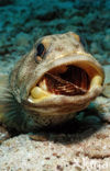 Giant jawfish (Opistognathus rhomaleus)