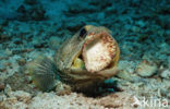 Giant jawfish (Opistognathus rhomaleus)