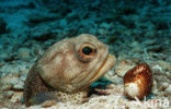 Giant jawfish (Opistognathus rhomaleus)