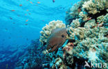 Giant Moray (Gymnothorax javanicus)