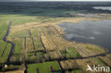 Riet (Phragmites australis)