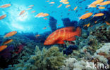 Coral hind