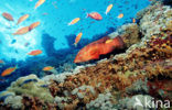 Coral hind