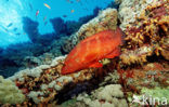 Coral hind