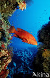 Coral hind