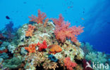 Coral hind
