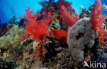 Coral hind