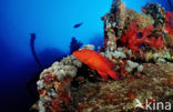 Coral hind