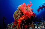 Coral hind
