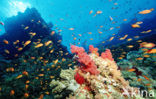 Rode vlaggebaars (Pseudanthias squamipinnis)