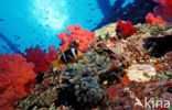 two-banded Anemonefish