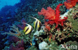 Red sea bannerfish (Heniochus intermedius)