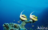 Red sea bannerfish (Heniochus intermedius)