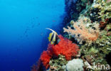 Red sea bannerfish (Heniochus intermedius)