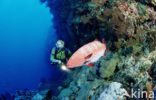 Rode Zee wrakbaars (Plectropomus pessuliferus) 