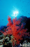 Red sea