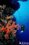 Red sea