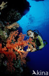 Red sea