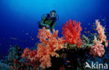 Red sea