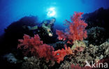 Red sea