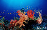 Red sea