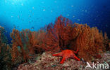 Sea Star
