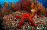 Sea Star