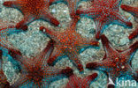 Sea Star