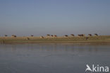 Roodbonte MRIJ Koe (Bos domesticus)