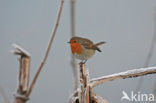 European Robin (Erithacus rubecula)