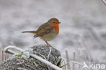 European Robin (Erithacus rubecula)