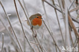 European Robin (Erithacus rubecula)