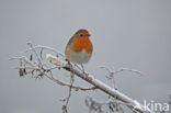 European Robin (Erithacus rubecula)