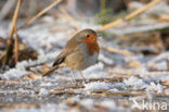 European Robin (Erithacus rubecula)