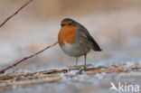 European Robin (Erithacus rubecula)