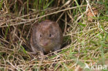 Rosse woelmuis (Clethrionomys glareolus)