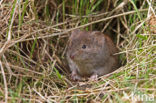 Rosse woelmuis (Clethrionomys glareolus)