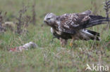 Ruigpootbuizerd (Buteo lagopus)