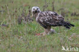 Ruigpootbuizerd (Buteo lagopus)