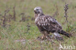 Ruigpootbuizerd (Buteo lagopus)