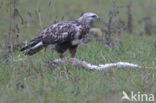 Ruigpootbuizerd (Buteo lagopus)