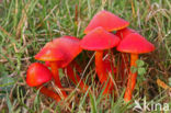 Scarlet Waxcap (Hygrocybe coccinea)