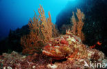 Stone Scorpionfish (Scorpaena plumieri mystes)