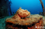 Stone Scorpionfish (Scorpaena plumieri mystes)