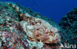 Stone Scorpionfish (Scorpaena plumieri mystes)