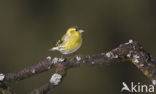 Eurasian Siskin (Carduelis spinus)