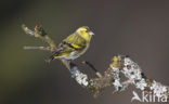 Eurasian Siskin (Carduelis spinus)