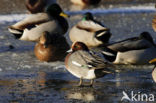 Wigeon (Anas penelope)