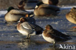 Wigeon (Anas penelope)